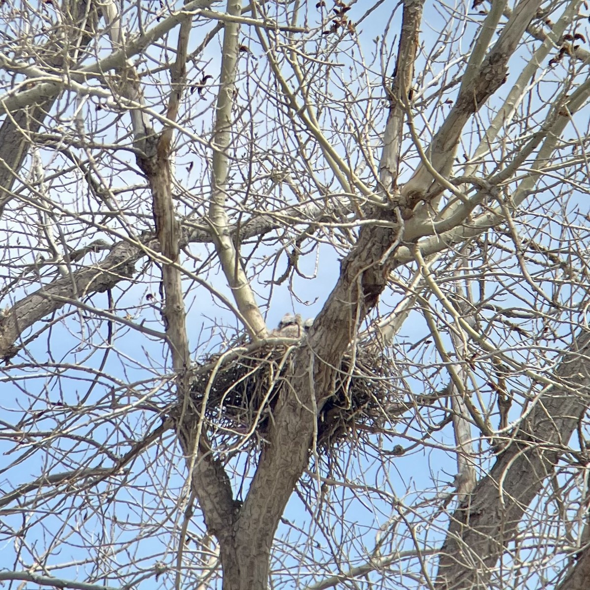 Great Horned Owl - ML563660041