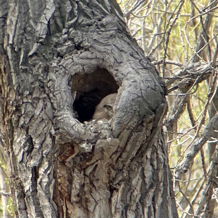 Great Horned Owl - ML563660061