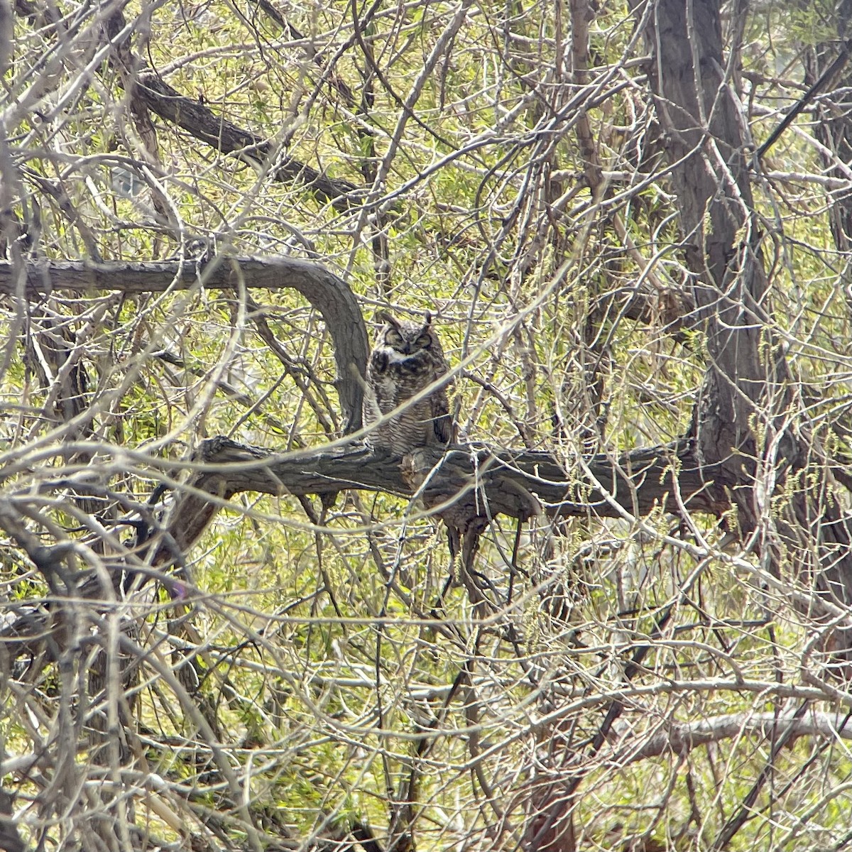 Great Horned Owl - ML563660081
