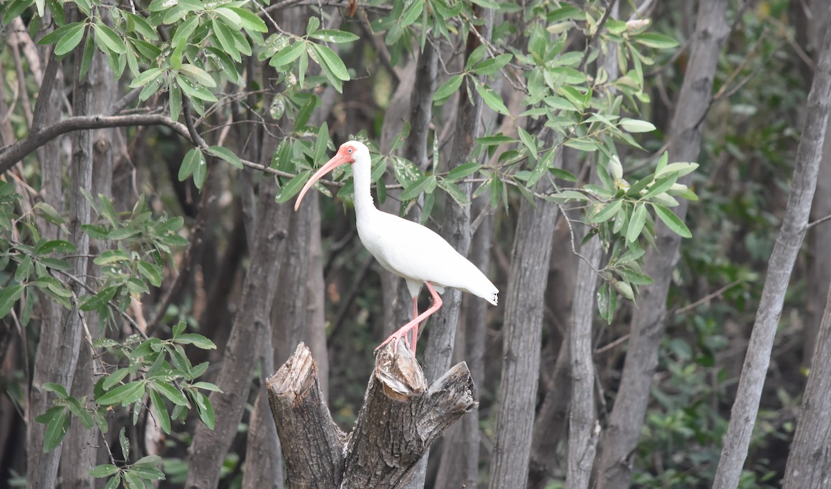 White Ibis - ML563660251