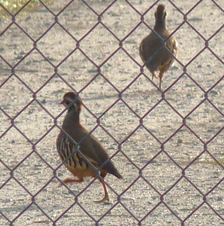 Red-legged Partridge - ML563660331