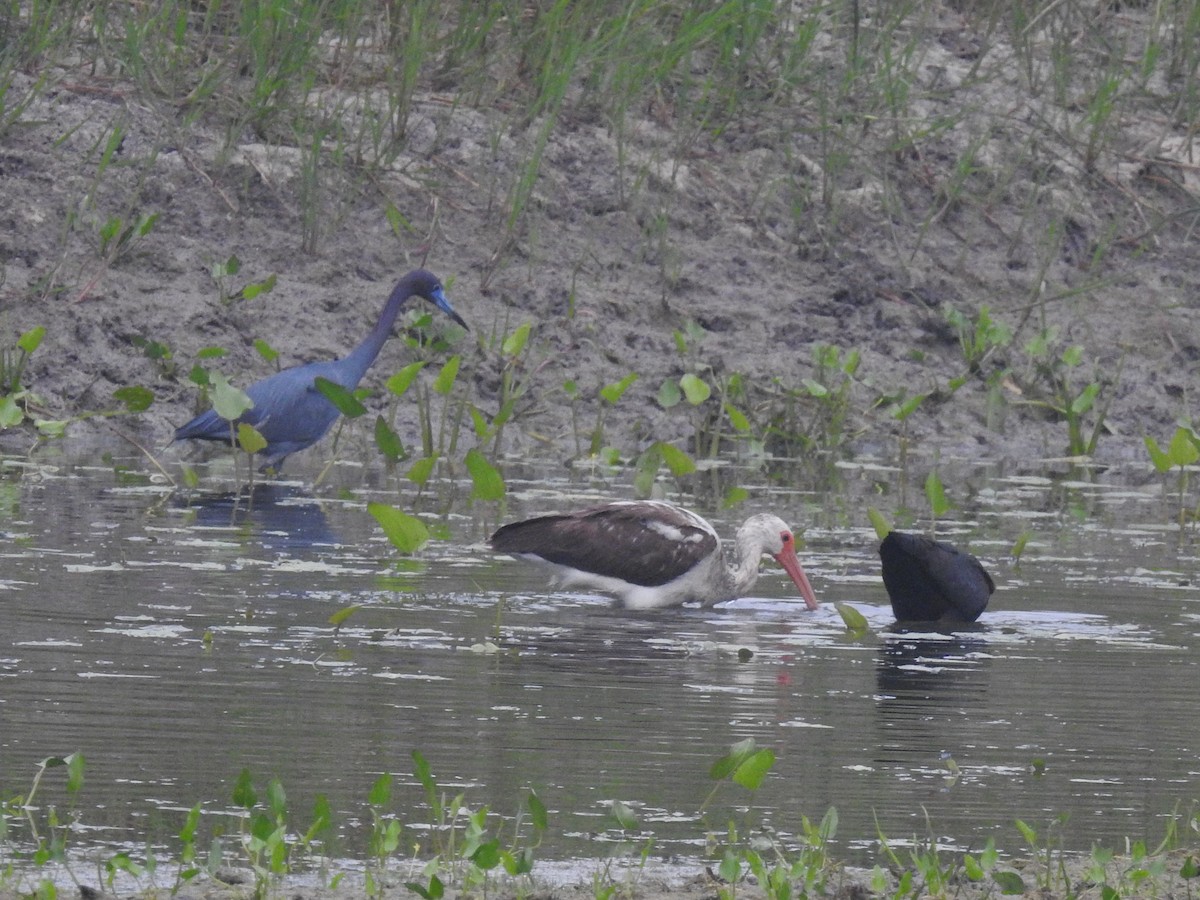 Little Blue Heron - ML563660341