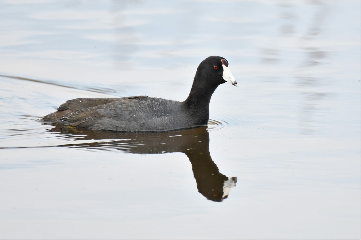 American Coot - ML563660641