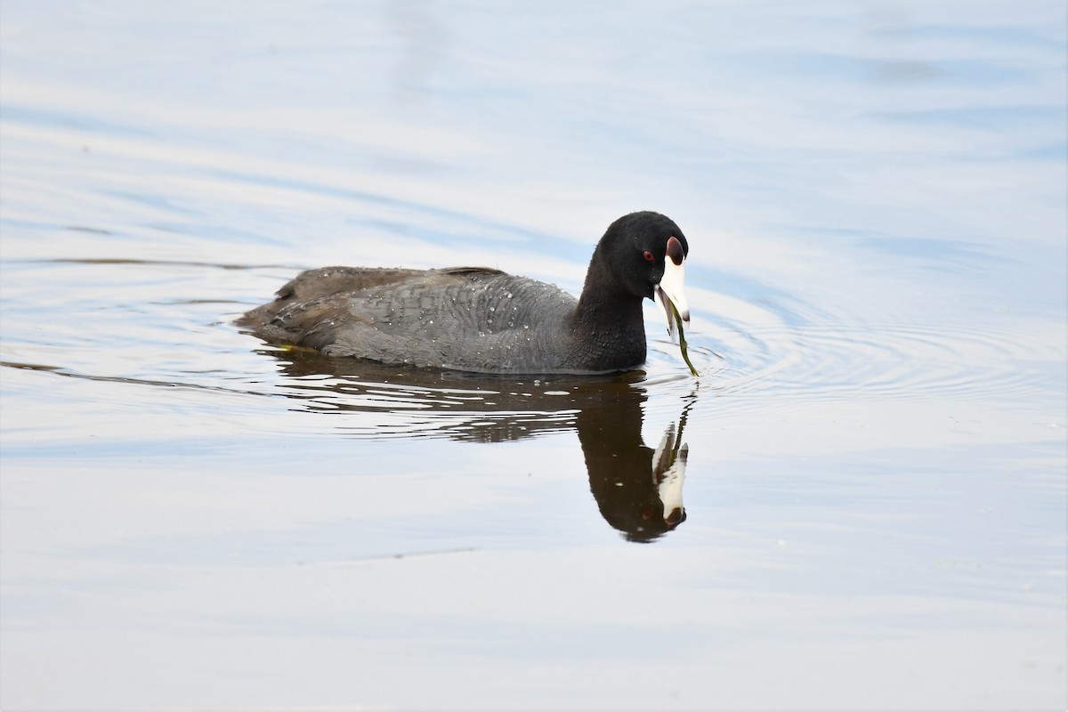 American Coot - Timothy Piranian