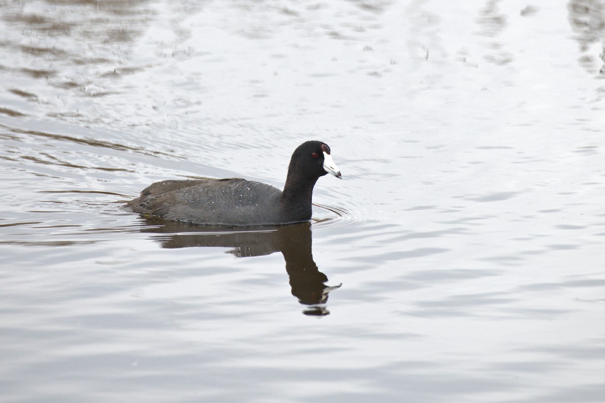 American Coot - ML563660821