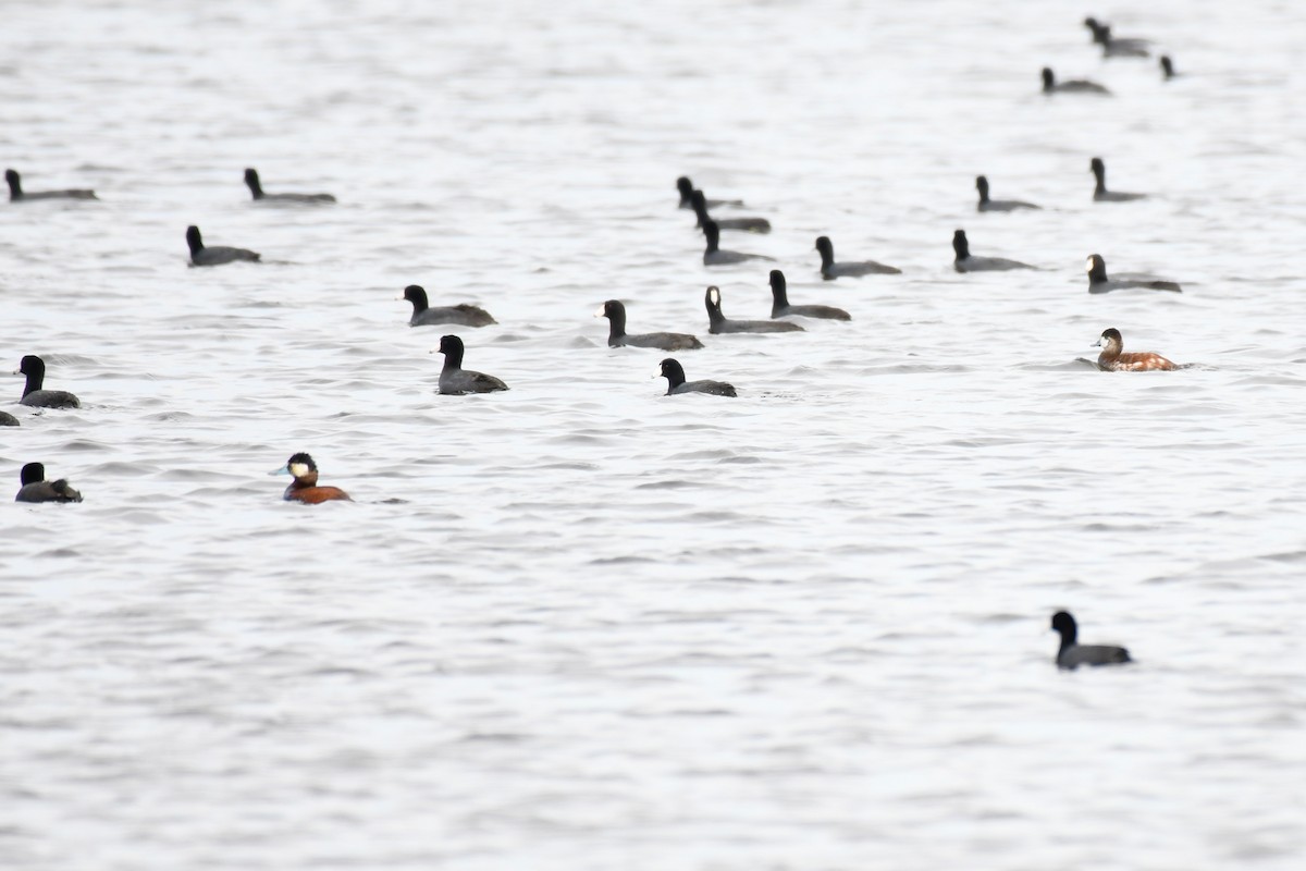 American Coot - ML563660851
