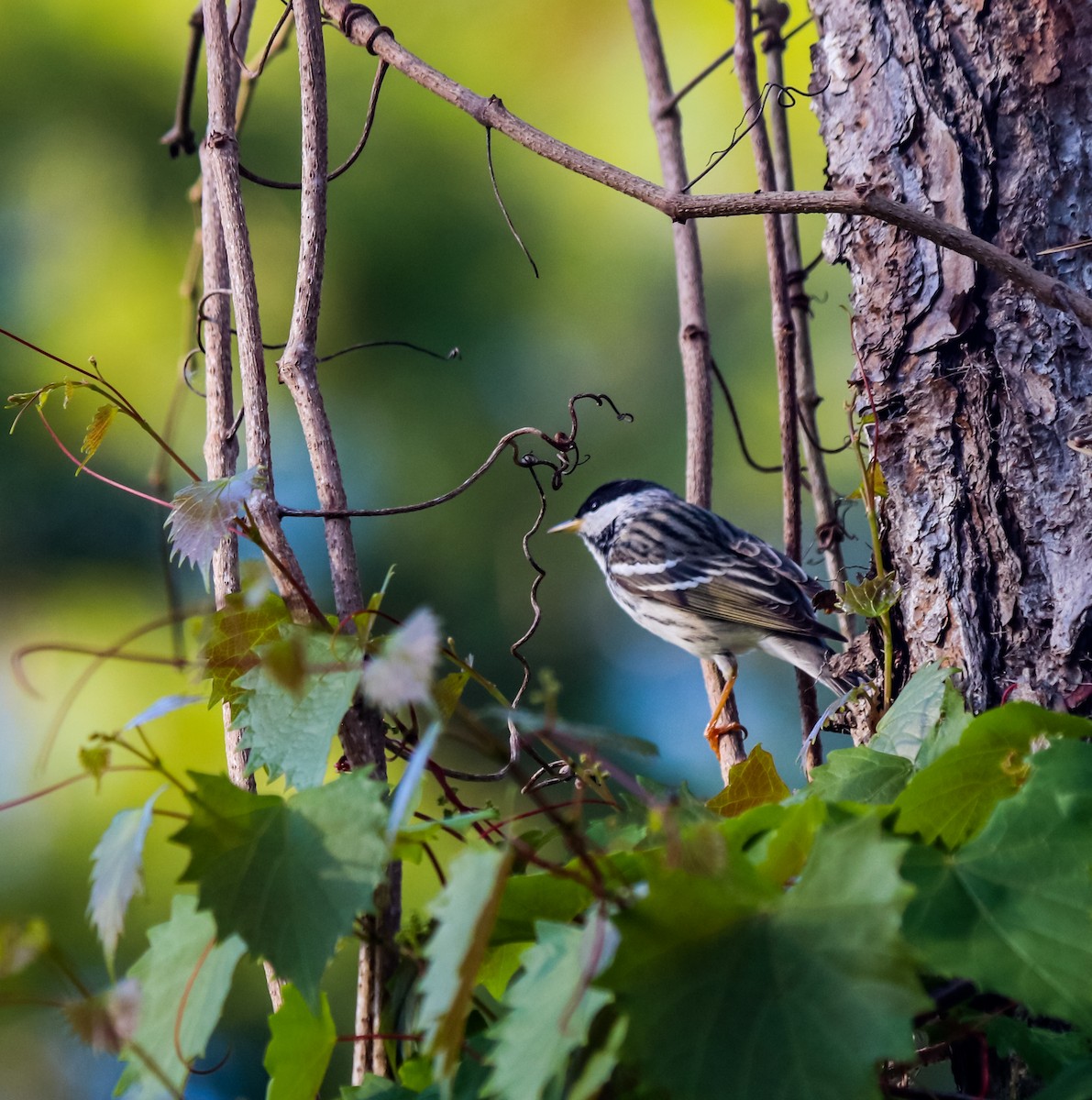 Blackpoll Warbler - ML563661591