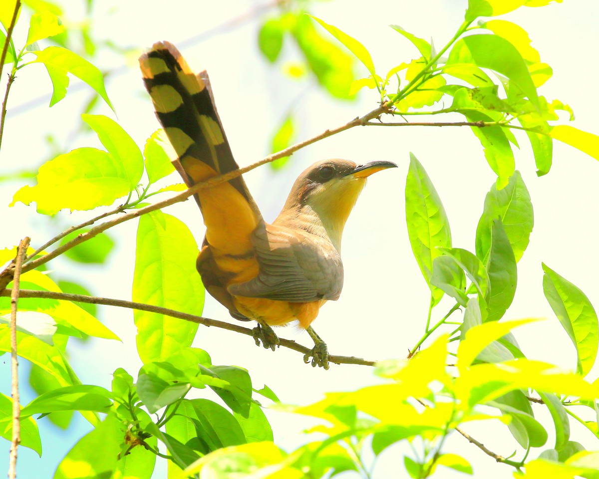 Mangrove Cuckoo - ML563662211