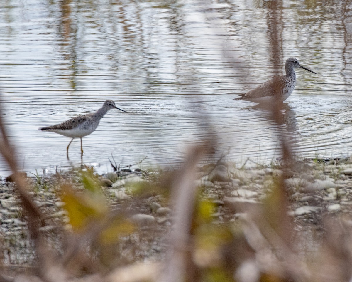 Lesser Yellowlegs - ML563662281