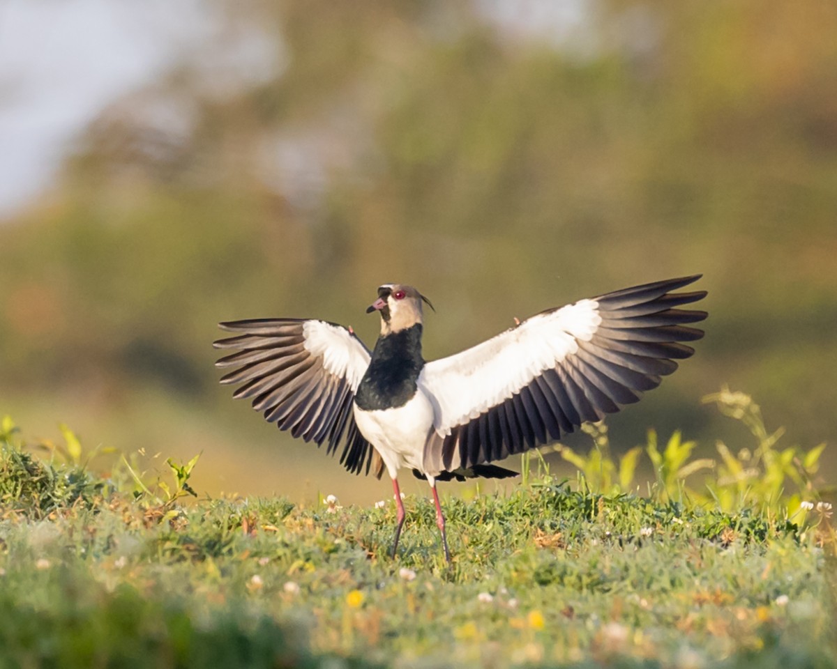 Southern Lapwing - Trevor Sleight