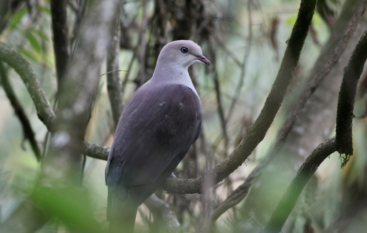 Mountain Imperial-Pigeon - ML563663621