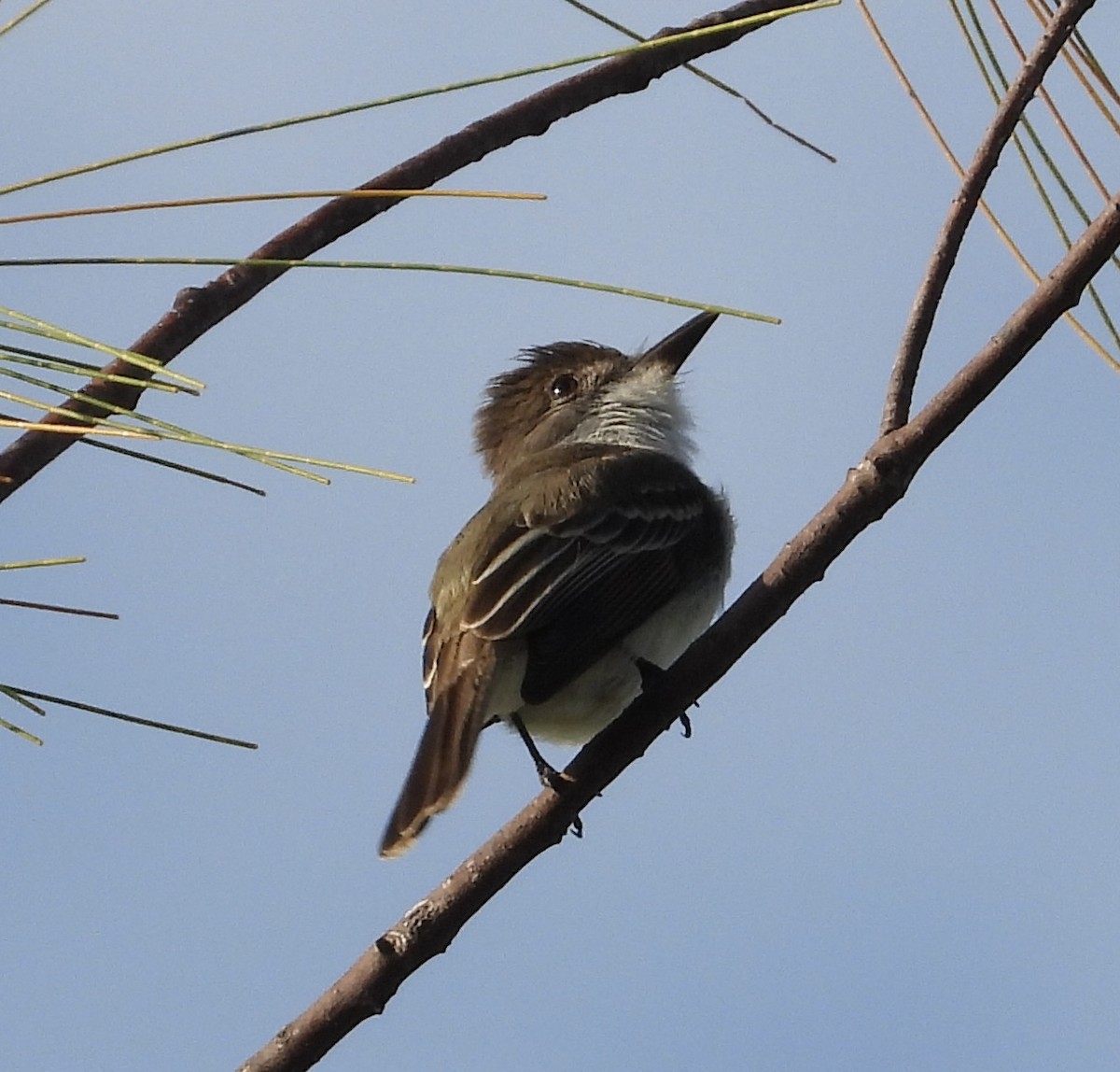 La Sagra's Flycatcher - ML563664581