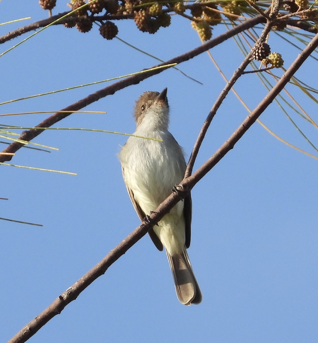 La Sagra's Flycatcher - ML563664591