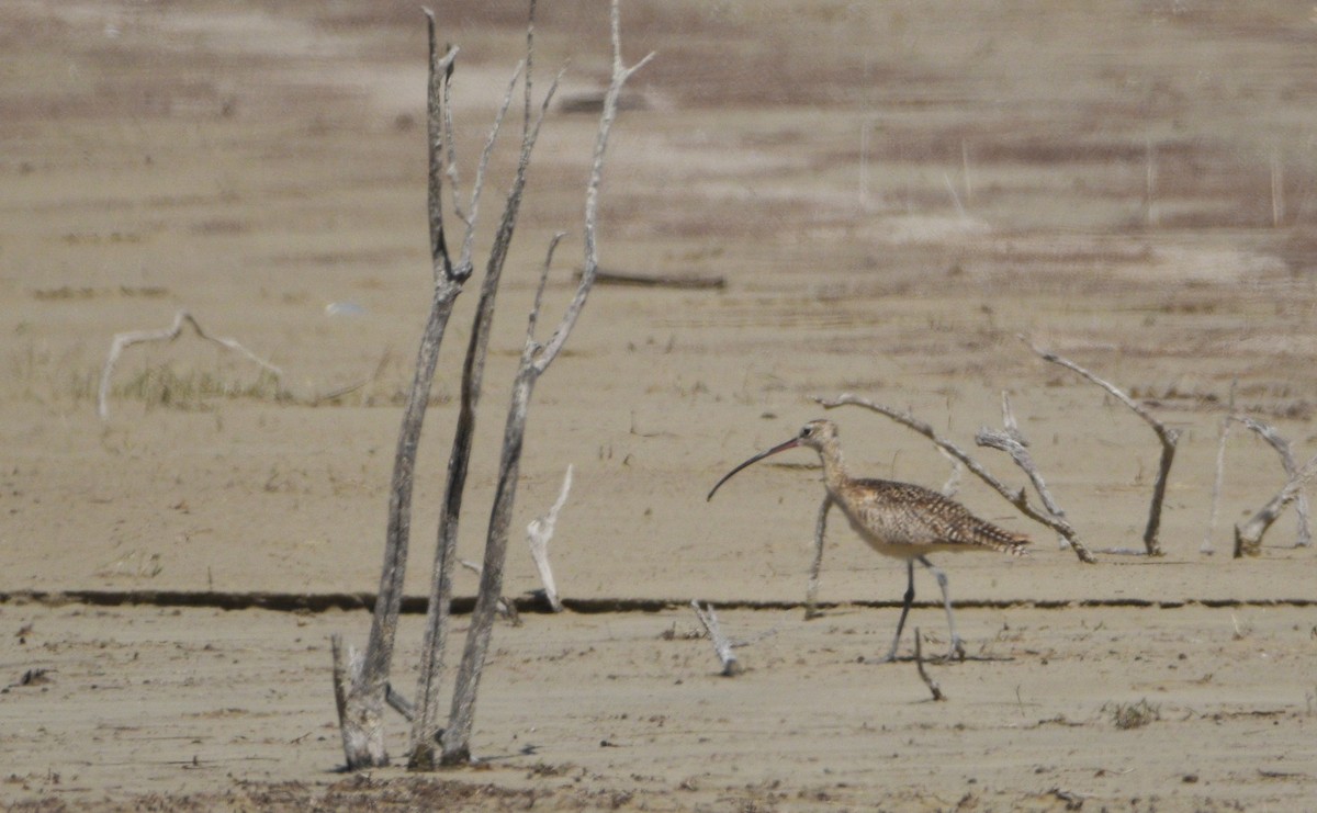 Long-billed Curlew - ML563664701