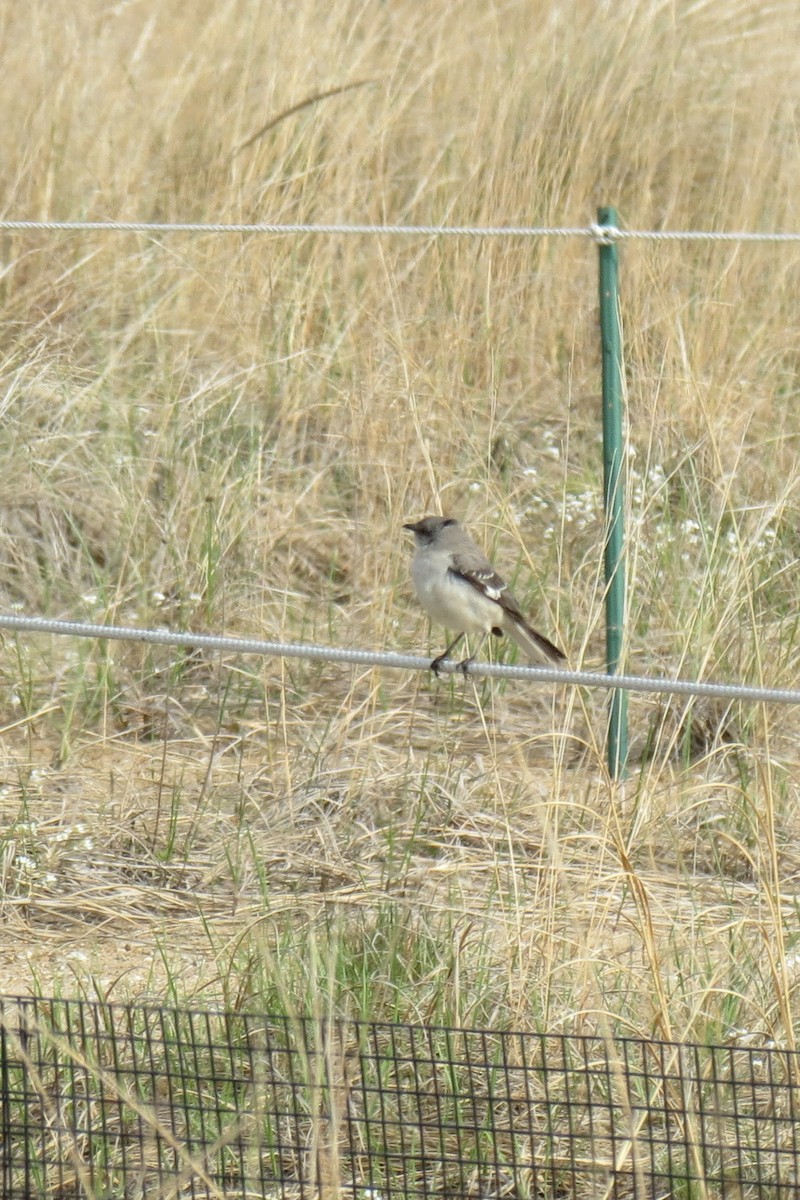 Northern Mockingbird - David Antieau