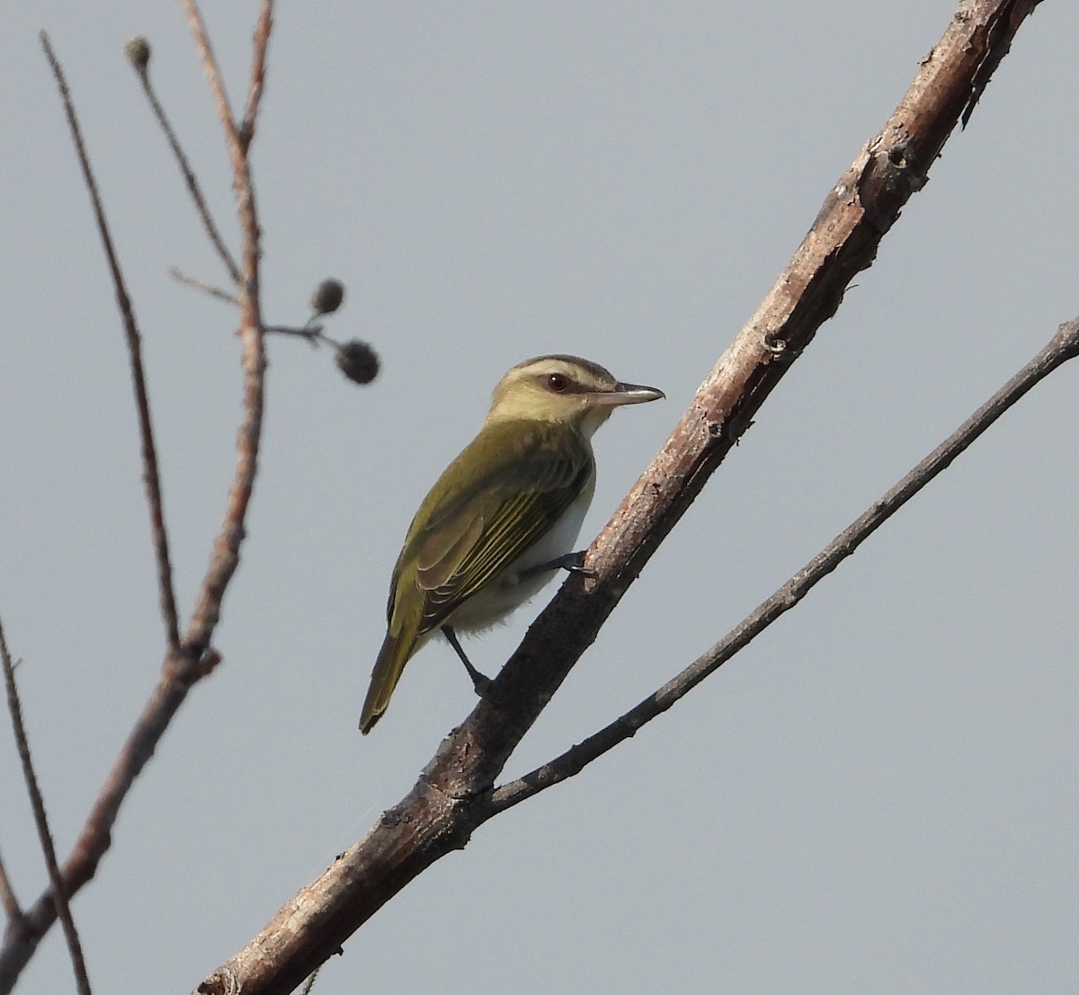Black-whiskered Vireo - ML563665161