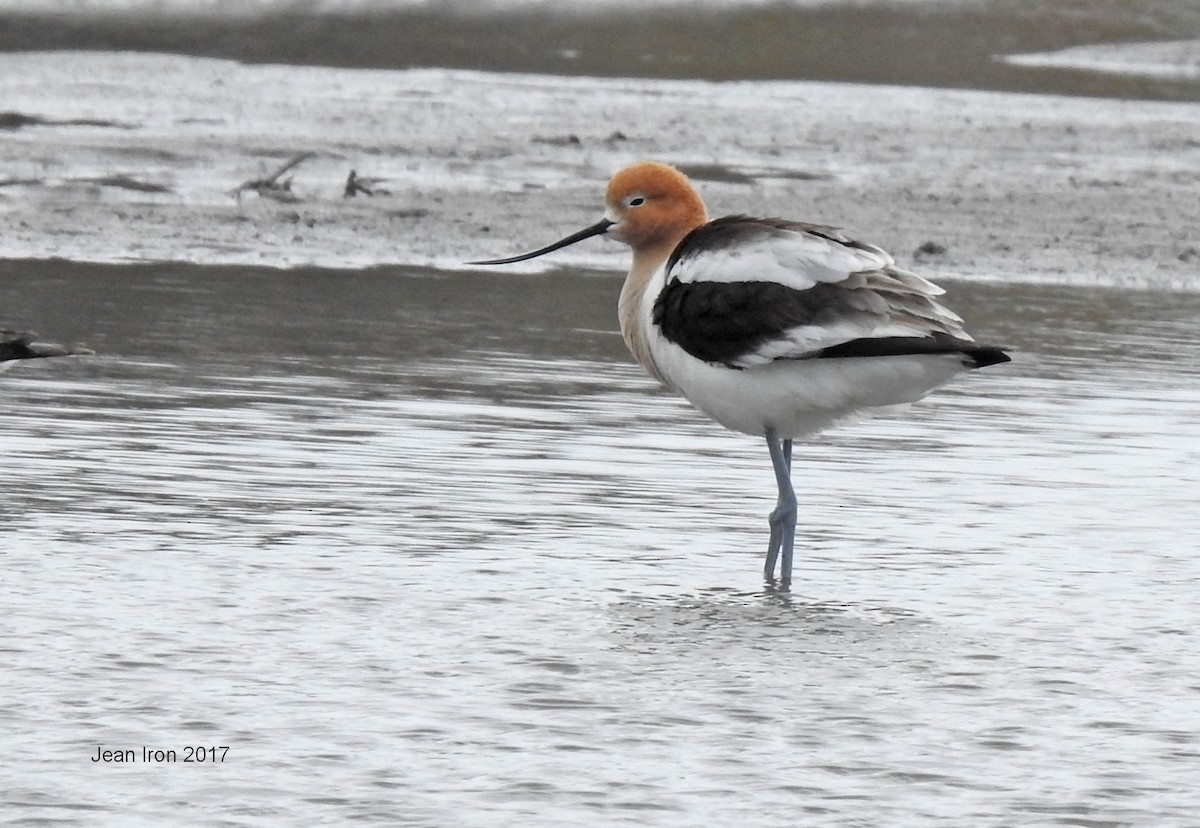 American Avocet - Jean Iron