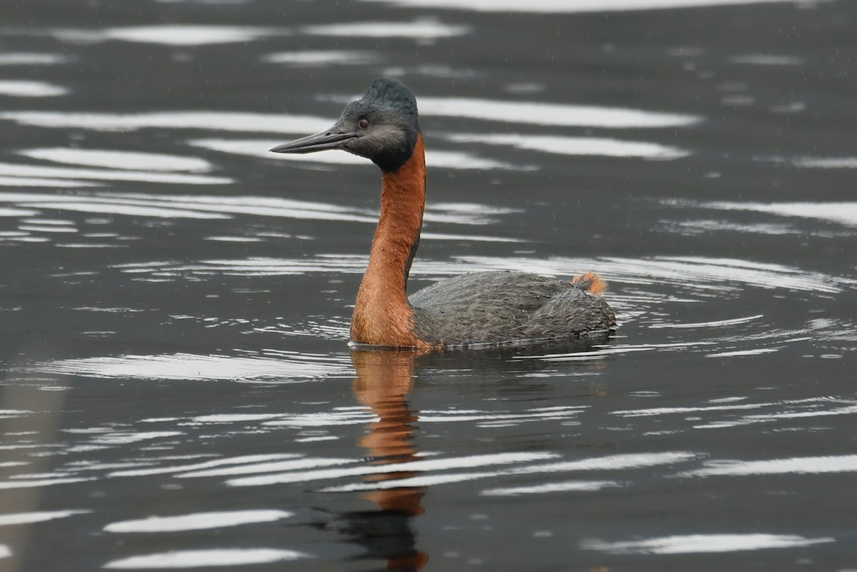 Great Grebe - ML563667041