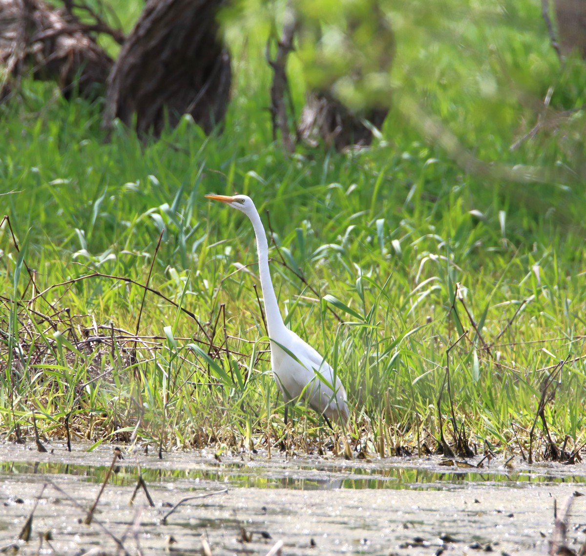 Great Egret - ML563668791