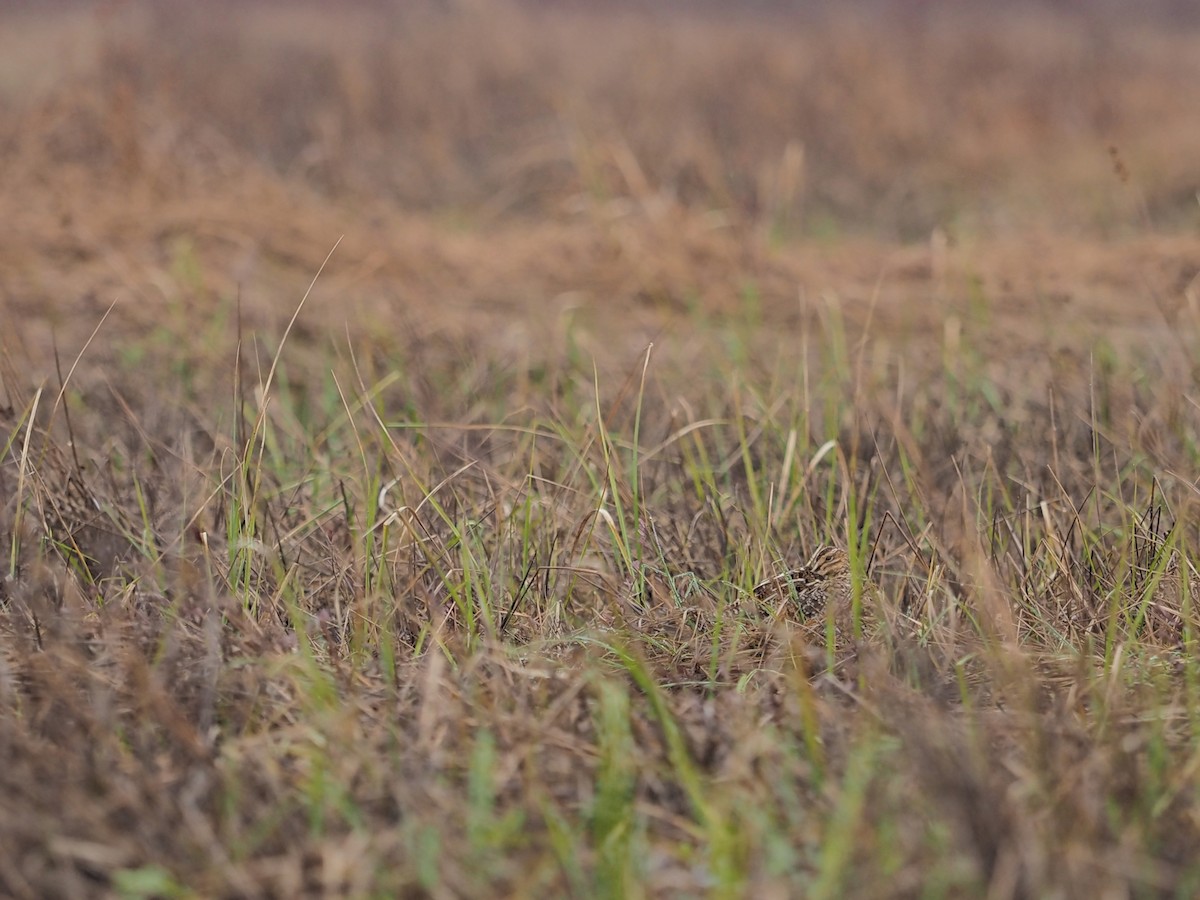 Wilson's Snipe - Jeffrey Popenhagen, Jr