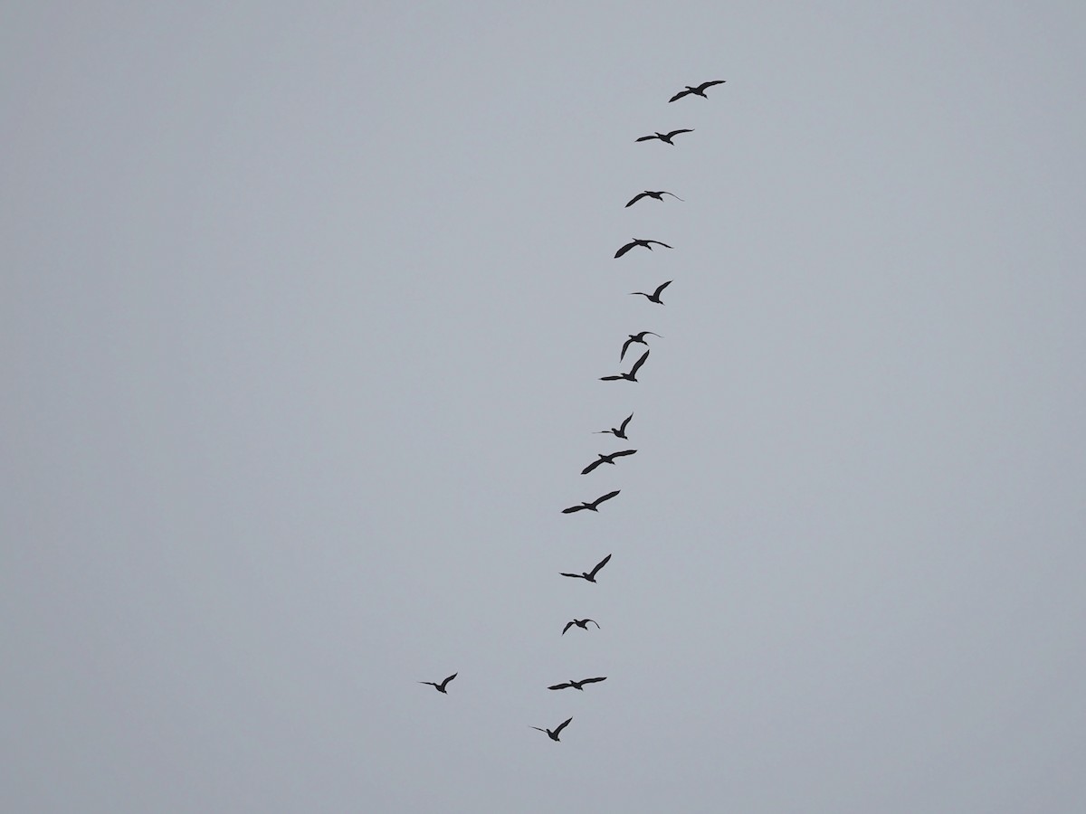 Double-crested Cormorant - ML563671071