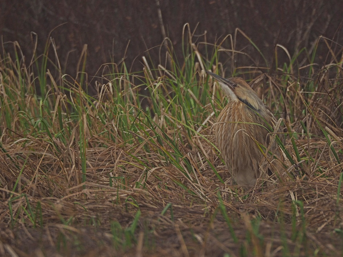 American Bittern - Jeffrey Popenhagen, Jr