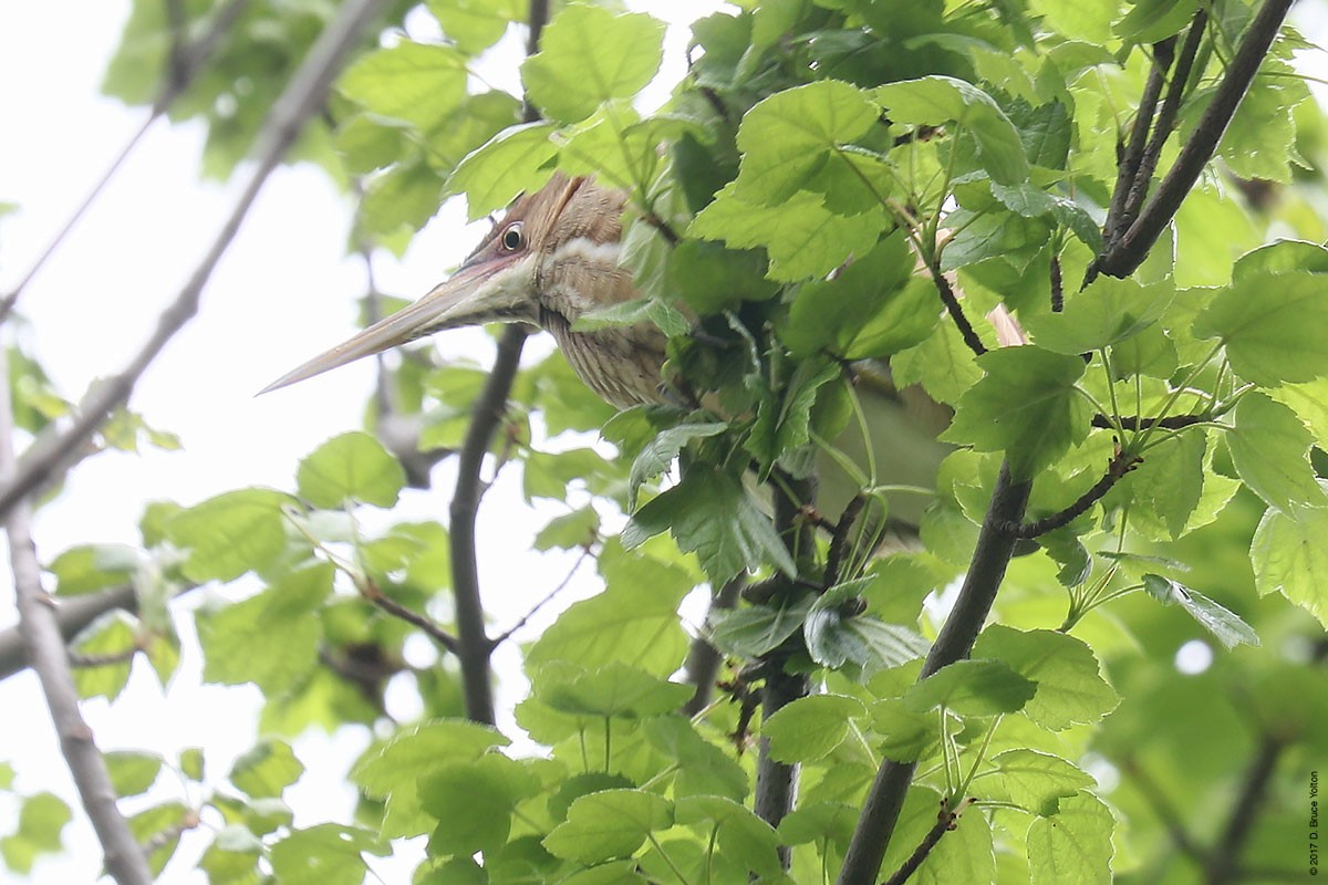 Least Bittern - ML56367161