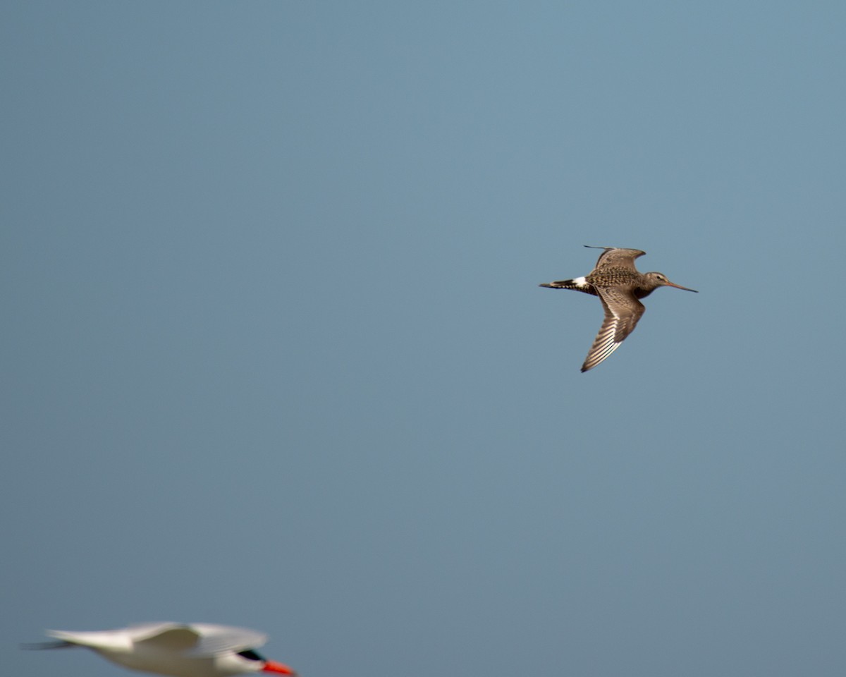 Hudsonian Godwit - ML563671731