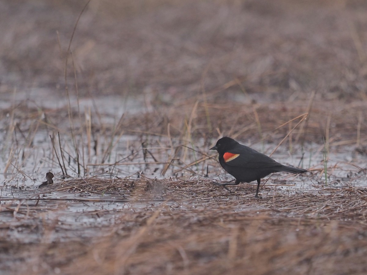 Red-winged Blackbird - ML563672181