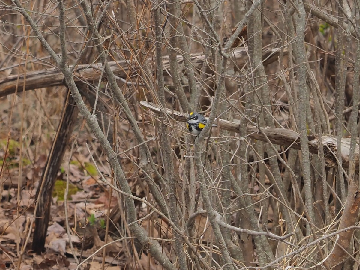 Yellow-rumped Warbler - Jeffrey Popenhagen, Jr