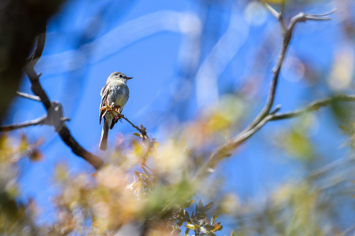 Dusky Flycatcher - Raphaël Nussbaumer