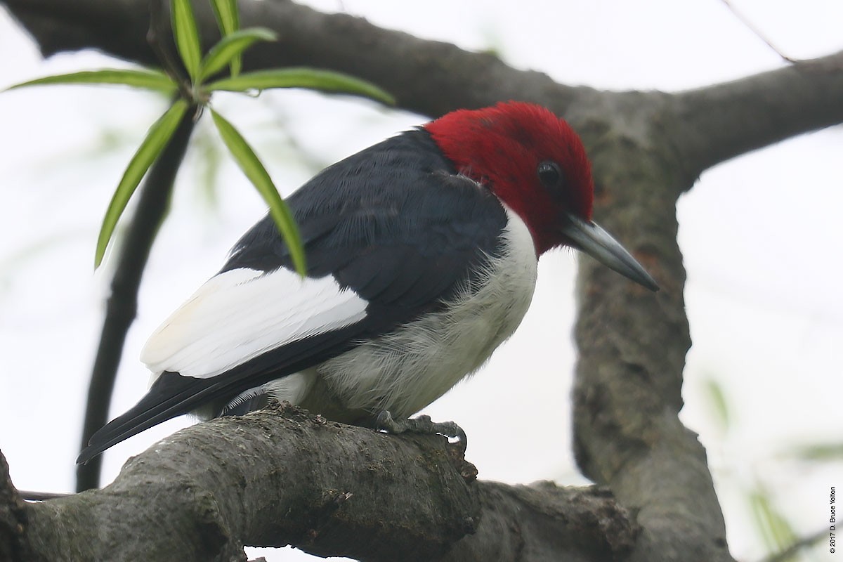 Red-headed Woodpecker - D. Bruce Yolton