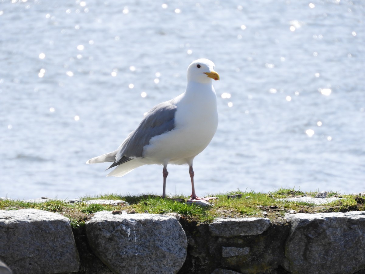 Western x Glaucous-winged Gull (hybrid) - ML563673971