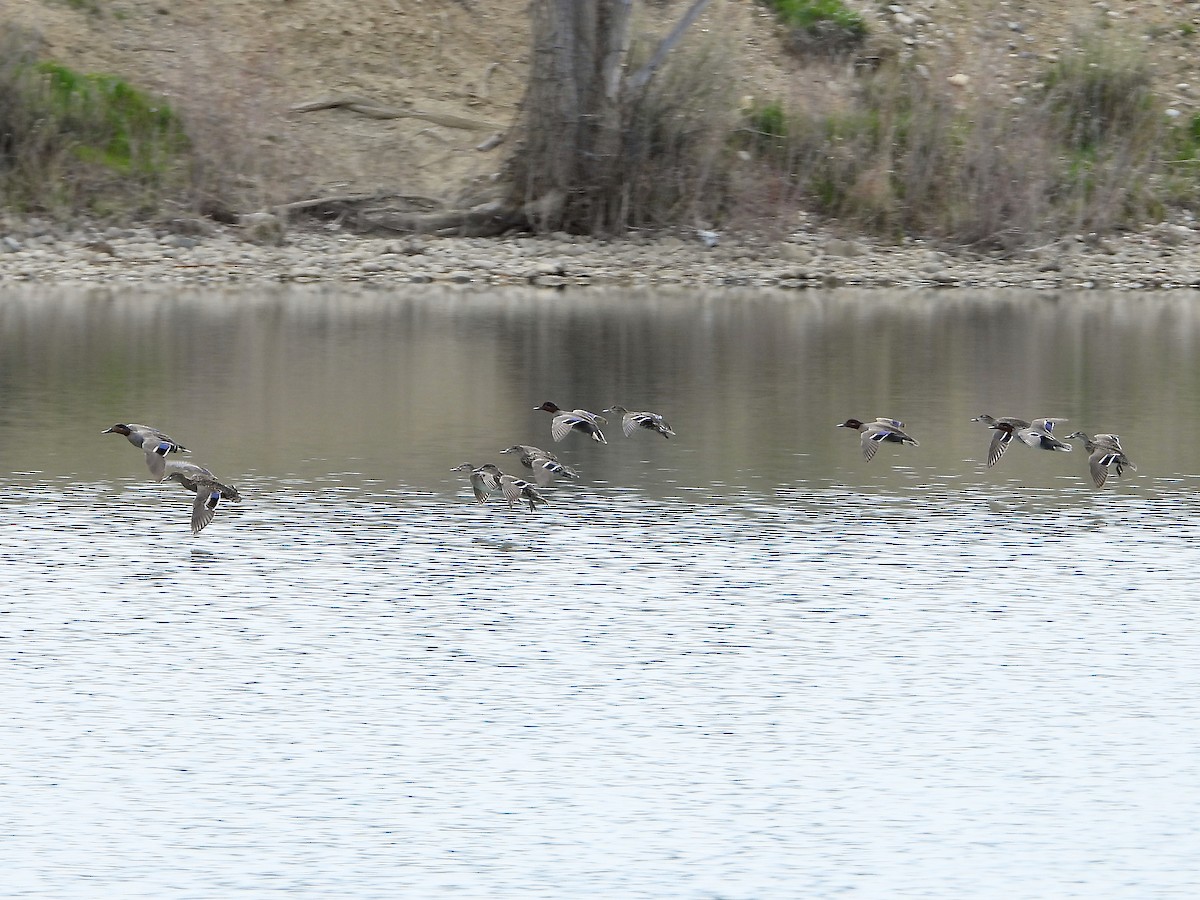 Green-winged Teal - Bill Schneider