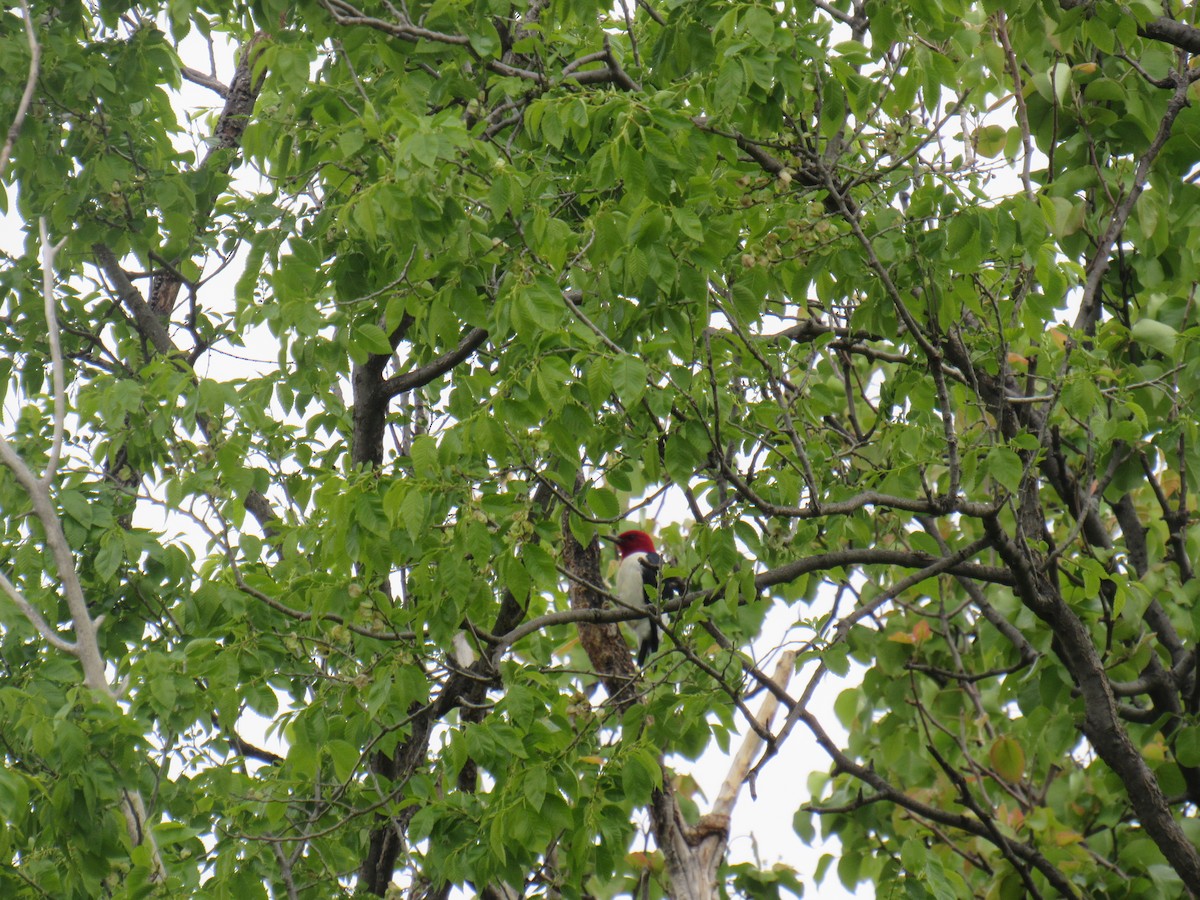 Red-headed Woodpecker - ML563674581