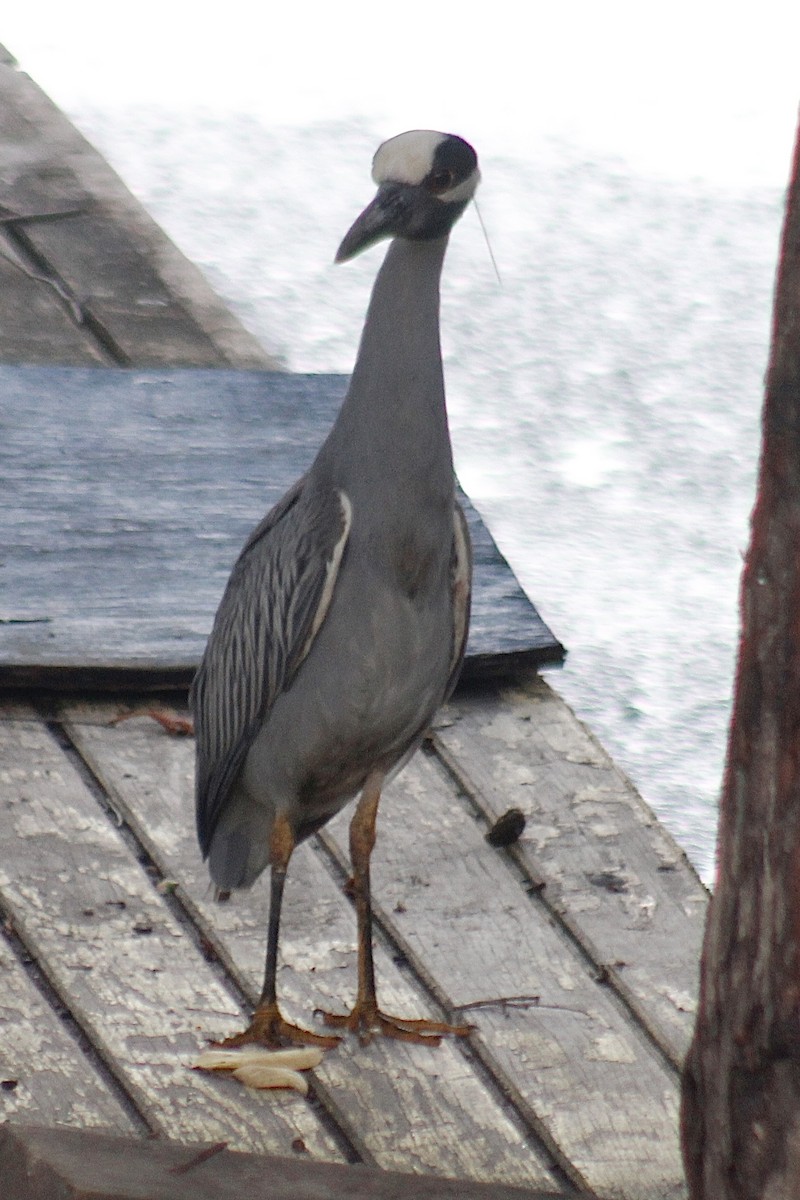 Yellow-crowned Night Heron - ML563674981