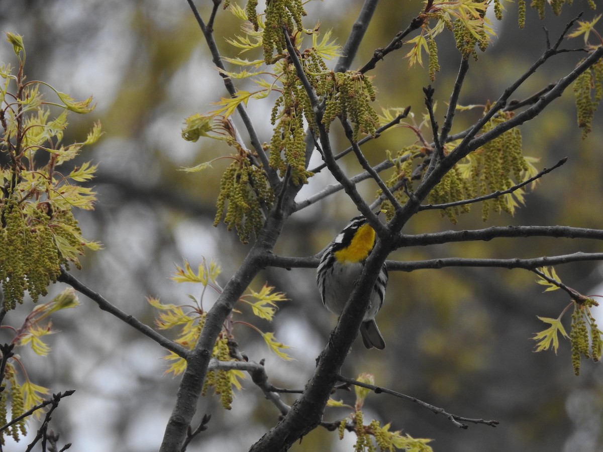 Yellow-throated Warbler - ML563675631