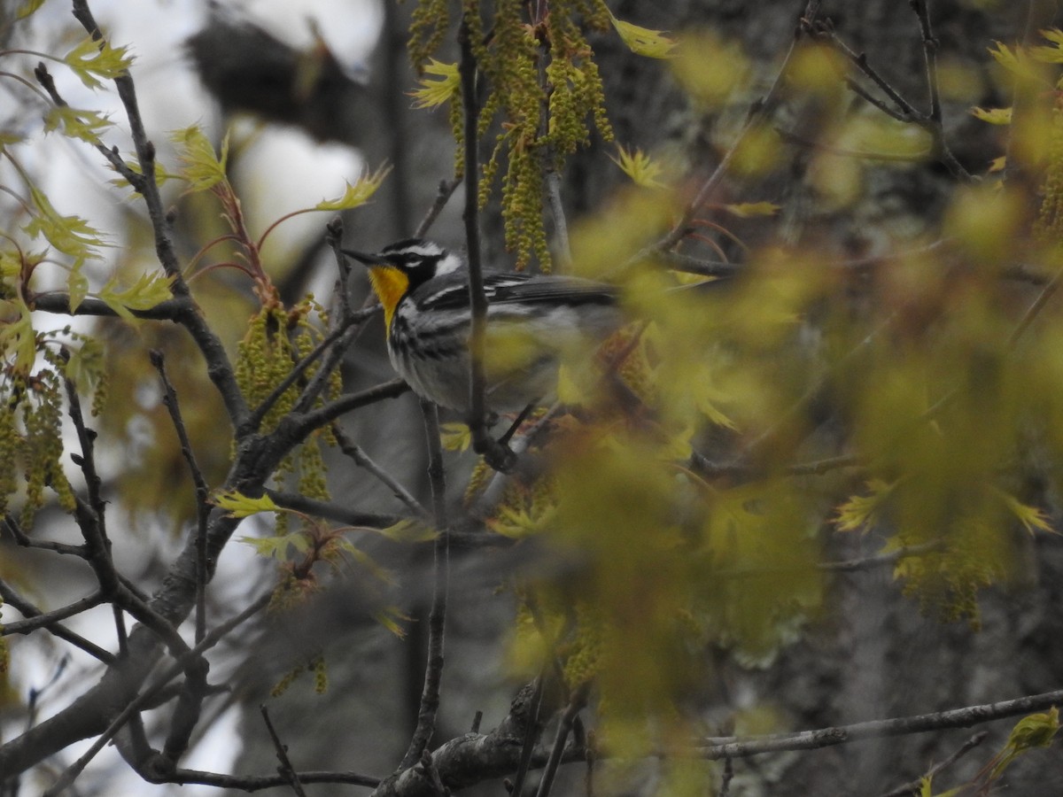 Yellow-throated Warbler - ML563675641