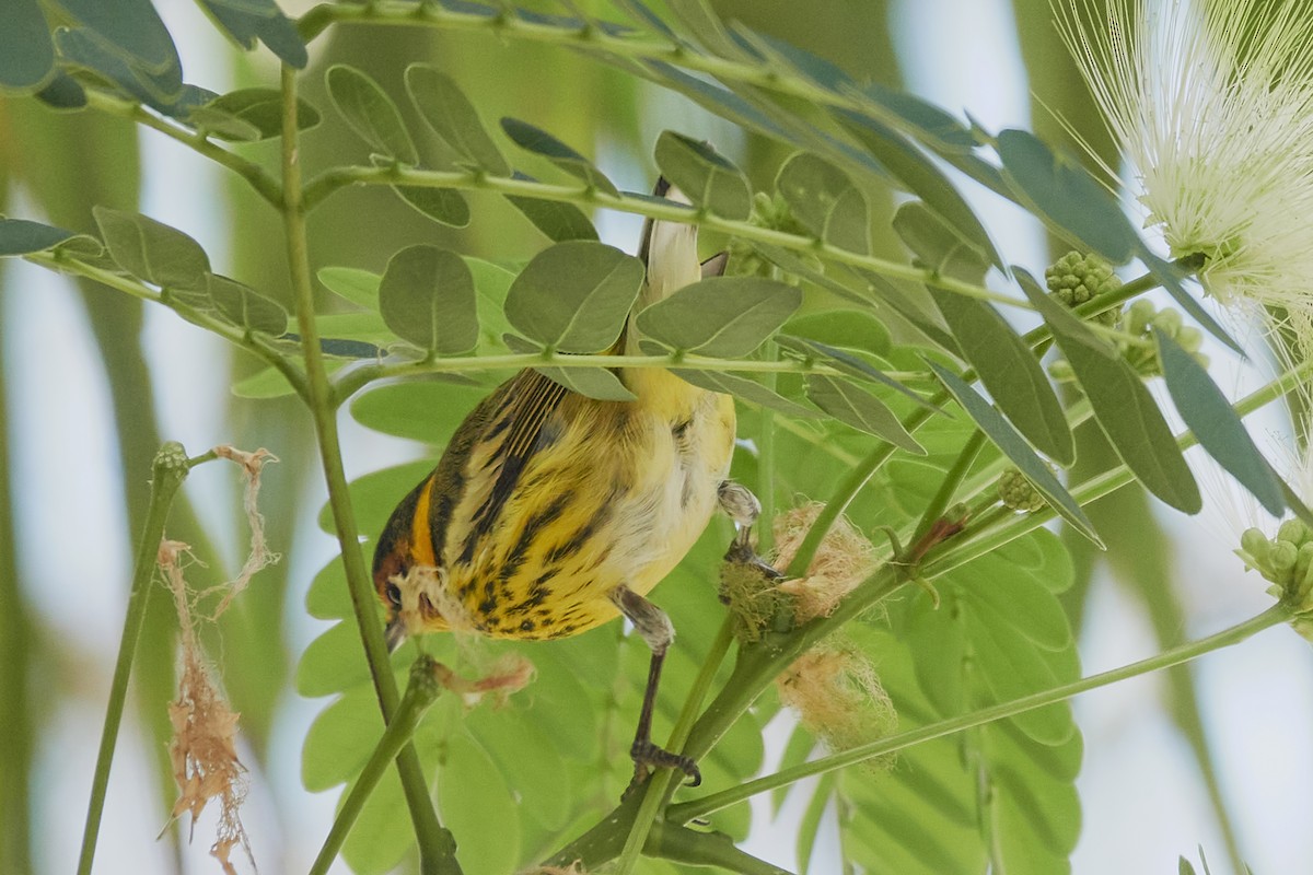 Cape May Warbler - ML563676351