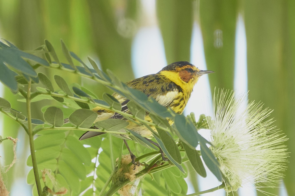 Cape May Warbler - ML563676361