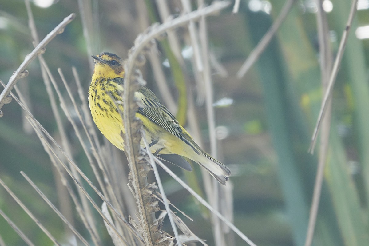 Cape May Warbler - ML563676371