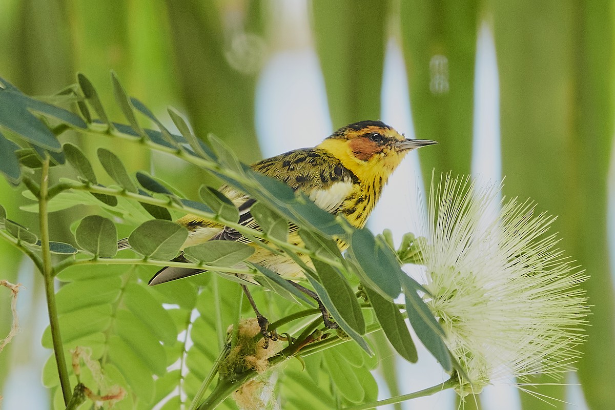 Cape May Warbler - ML563676381