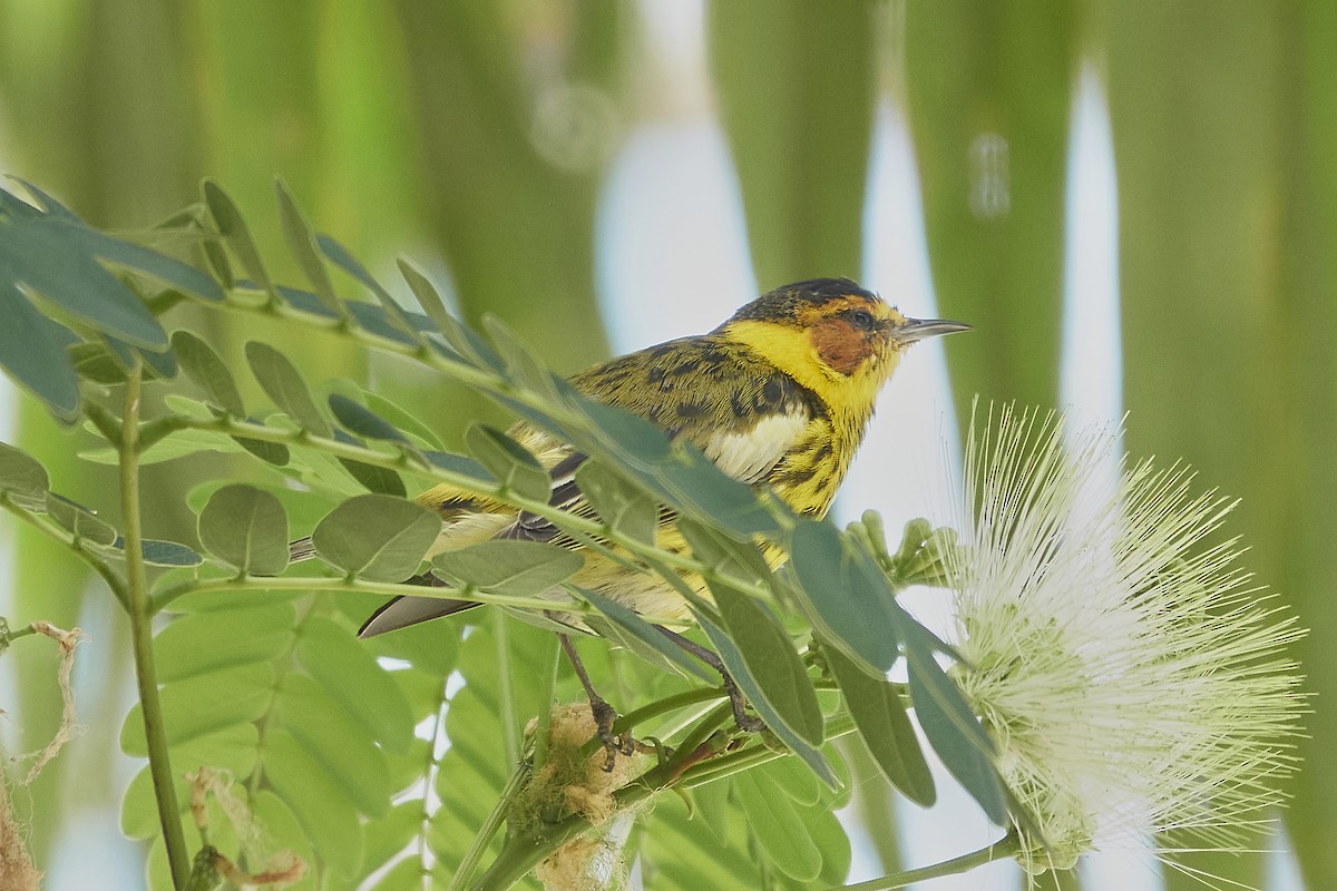 Cape May Warbler - ML563676391