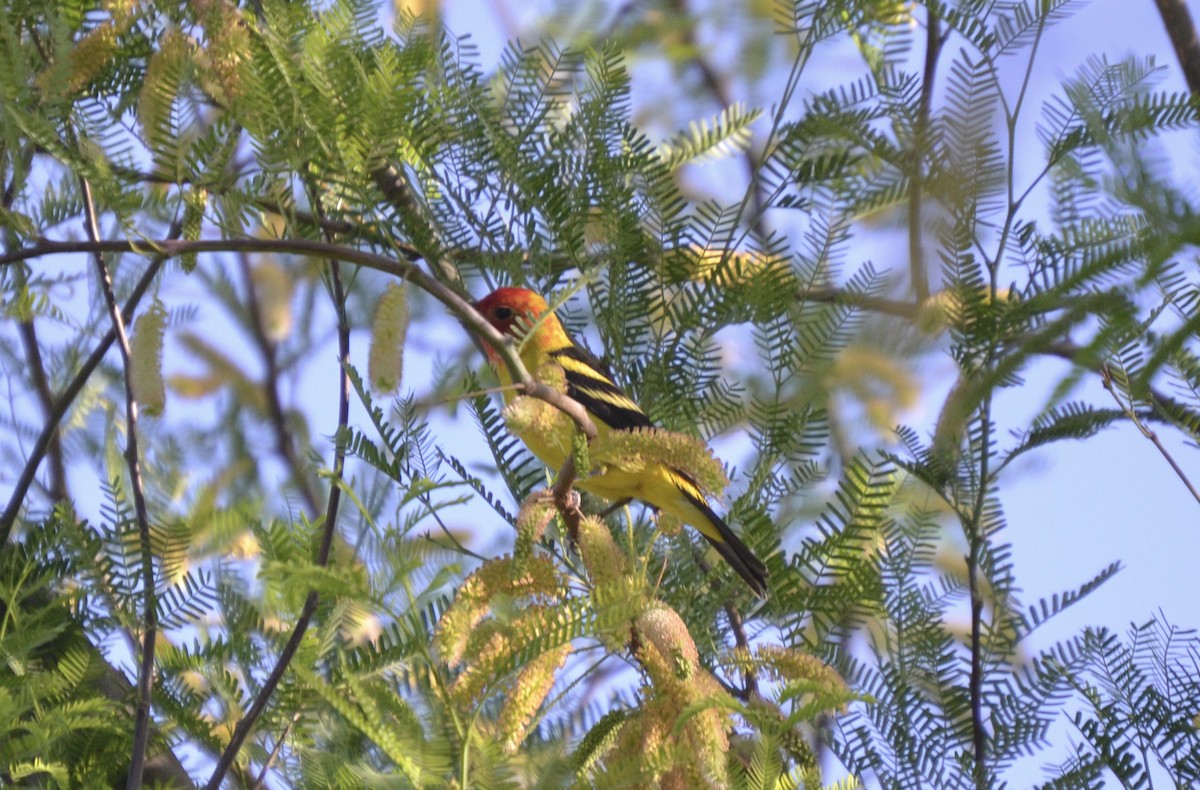 Western Tanager - ML563676541