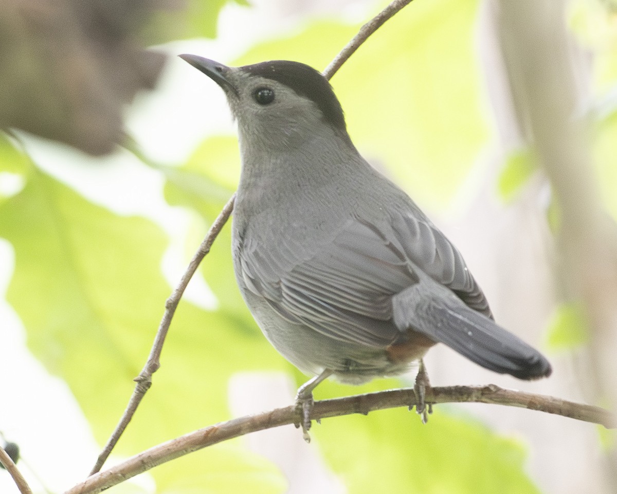 Gray Catbird - ML563676821
