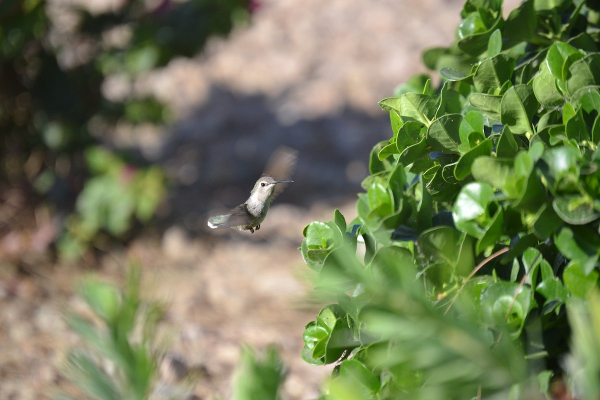 Anna's Hummingbird - ML563676831