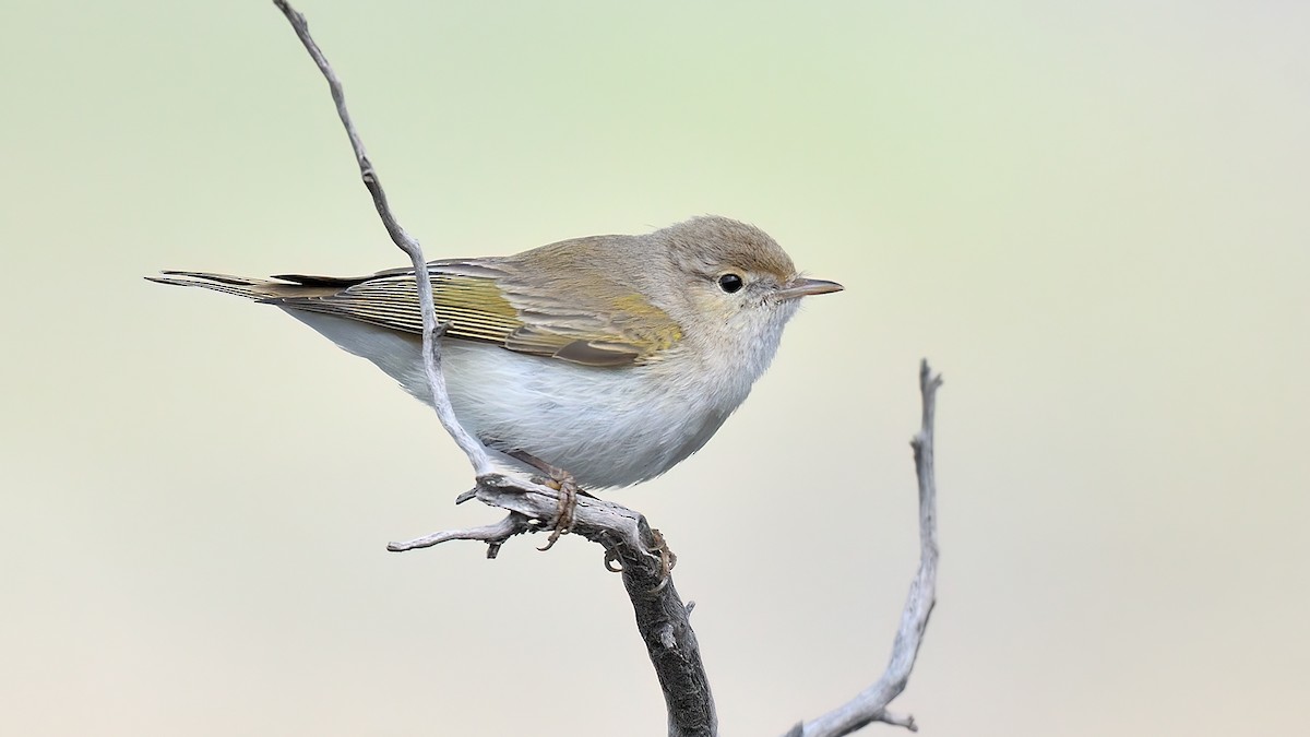 Eastern Bonelli's Warbler - Kuzey Cem Kulaçoğlu