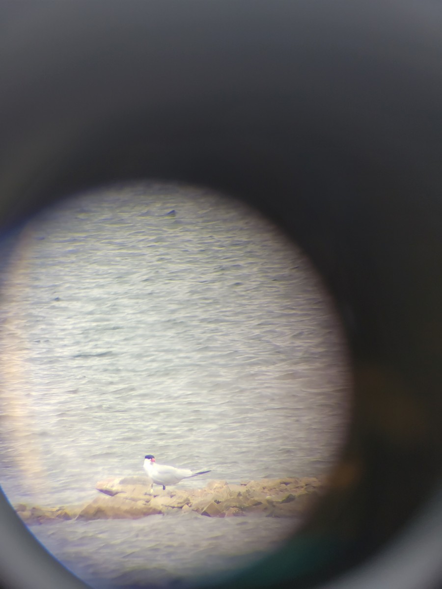 Caspian Tern - ML563676991