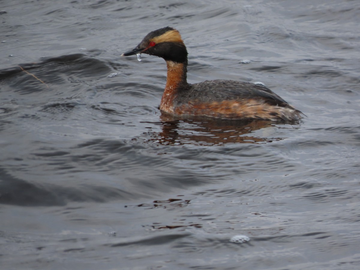 Horned Grebe - Lynn Barber