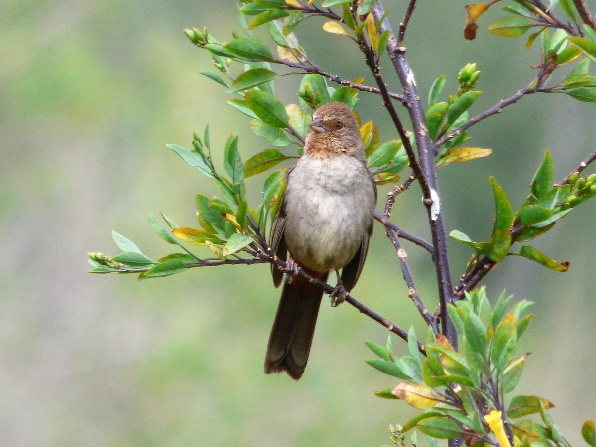 California Towhee - Rustom Jamadar